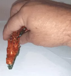 ARTICULATED DRAGON