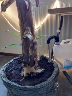 Automatic Plant Waterer