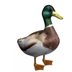 Bird 3D Model