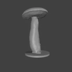 bolete #1