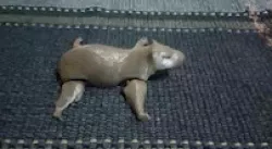Capybara articulated