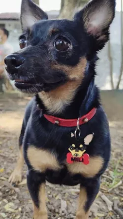 Chihuahua Russian toyterrier IDENTIFICATION OR KEY CHAIN