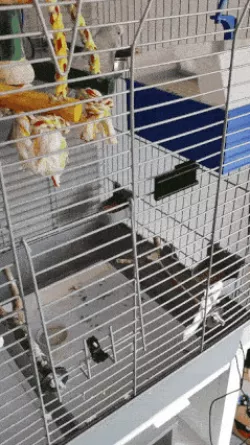 Door holder for parrot cage