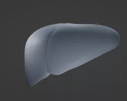 Human Liver