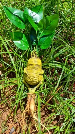 Mandragora Harry Potter