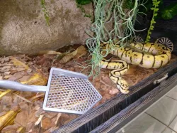 Reptile poop scoop, corner design. No supports