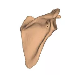 Scapula Left and Right