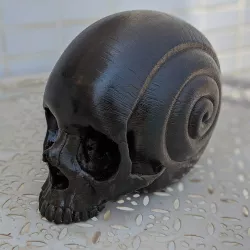 Snail Shell Skull - HI REZ