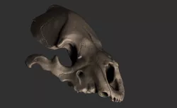 Bear Skull