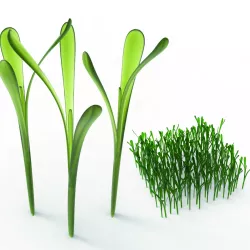 grass