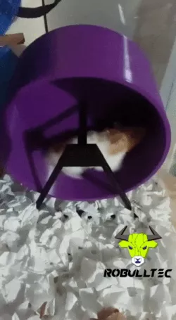 Hamster wheel : Hamster wheel