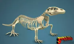 Komodo Dragon Skeleton 3D printable Model