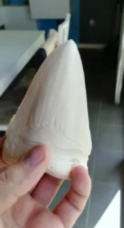 Megalodon tooth