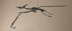 Pteranodon Skeleton