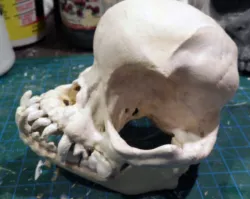 Pug skull
