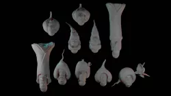 Root VegHelmets