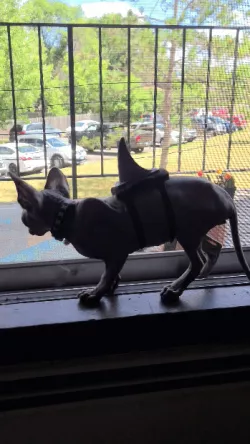 Shark fin for Pet Plain and One with Laser Weaponry