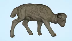 Sheep