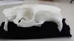 Skull of a nutria (Myocastor copypus)