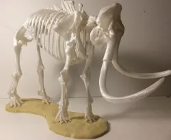 Woolly Mammoth Skeleton