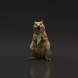 Quokka