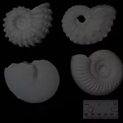 Ammonites