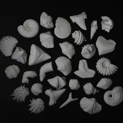 Big Bowl Of Fossils