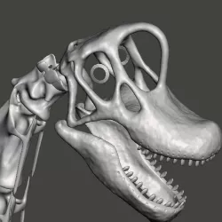 Brachiosaurus / Giraffatitan skull
