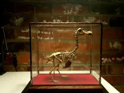 Dodo Skeleton (Accurate and High Detail)