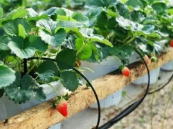 Drip irrigation system