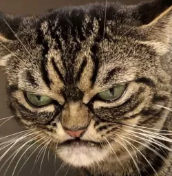 Kitty of Contempt