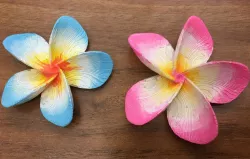 Plumeria Flower