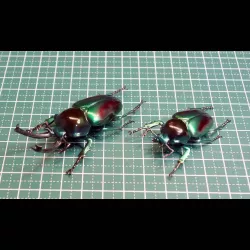 Rainbow stag beetle (Phalacrognathus muelleri)