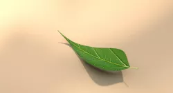 leaf