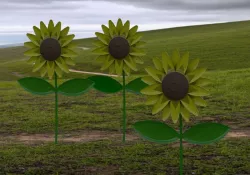 Sunflower -Girassol