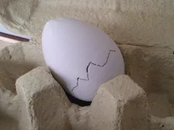 Toy and gift Egg