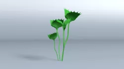Venus Flytrap (Dionaea) - Carnivorous Plant
