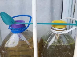 Algae culture 5L bottle set