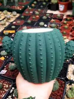 Cactus