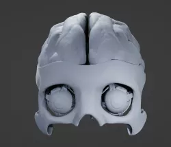 Eye and brain