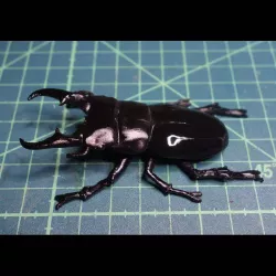 Flat hoe stag beetle (Dorcus titanus)