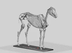 Horse Skeleton