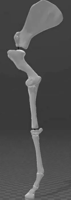 Horse skeleton - Paws - Paws