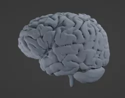 Human Brain