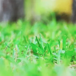 Lawnmower microSD holder