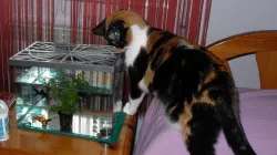 Lid for a fish tank