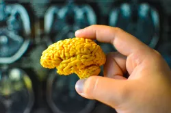 MRI Scanned Human Brain model