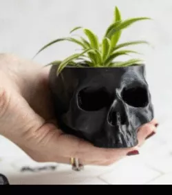 skull