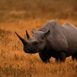 Spicy hatch weapons for a Civil War Rhinoceros