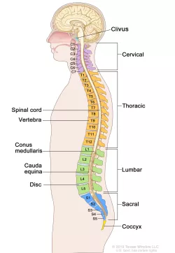 Spine